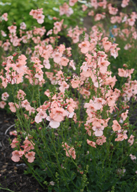 Diascia barbarae 'Blackthorn Apricot'